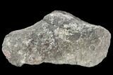 Rough, Agatized Dinosaur Bone ( Ounces) - Colorado #108439-1